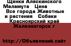 Щенки Аляскинского Маламута › Цена ­ 10 000 - Все города Животные и растения » Собаки   . Красноярский край,Железногорск г.